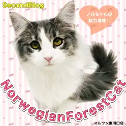 【 ノルウェージャンフォレストキャット 】穏やかな美少女猫！心ときめく魅力開花中