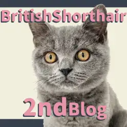 【 ブリティッシュショートヘア 】お手入れ上手に成長した男の子のセカンドブログ！