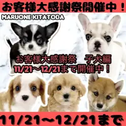 【 お知らせ 】お客様大感謝祭開催！マルワン北戸田店の子犬全頭紹介！