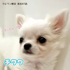 【 チワワ 】完璧なアップルヘッド、むっちりボディ小さな天使が仲間入り