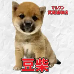 【 豆柴 】KC認定豆柴！凛々しい赤豆柴の小柄な男の子が埼玉浦和に登場