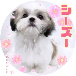 【 シーズー 】最強バランスの可愛いお顔と穏やかな性格をもった女の子!