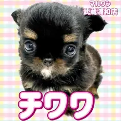 【 チワワ 】ブラックタン&ホワイトの小さめサイズの女の子が埼玉浦和に登場