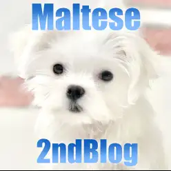 【 マルチーズ 】お迎えしやすさ満点！お手入れ上手なマルチーズの女の子！