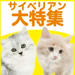 【 サイベリアン特集 】12/11現在在店中のゴージャスにゃんこ！最新動画付き！