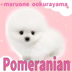 【 ポメラニアン 】白さ反則級！ぬいぐるみ超えのもふもふホワイトポメ！