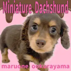 【 ダックス 】チョコタンカラーの優しい表情の男の子と甘い生活を！