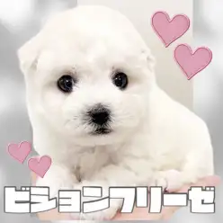 【 ビションフリーゼ 】賢さ可愛さ満点！おちゃめな性格で愛くるしさ満載の男の子！