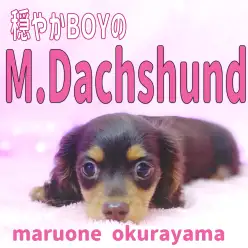 【 ダックス 】穏やかボーイはヘソ天と見事な食欲で安心ニジュウマル！