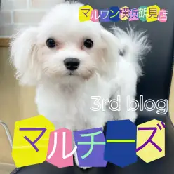 【 マルチーズ 】もうすぐ生後5ヶ月!人も犬も大好き!懐っこい女の子!