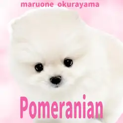 【 ポメラニアン 】後ろ姿にも恋しちゃう！ぬいぐるみ感満載のクリームポメ！