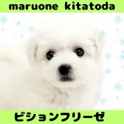 【 ビションフリーゼ 】目指せアフロ犬！ビションフリーゼの男の子をご紹介！