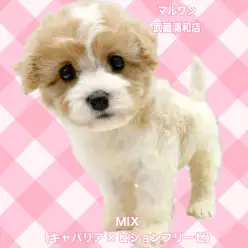 【 キャバション 】キャバリアとビションの希少なMIX！甘えん坊な女の子
