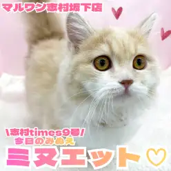 【 ミヌエット 】ミヌエットちゃんの日常紹介!おっとりマイペースな短足にゃんこ!