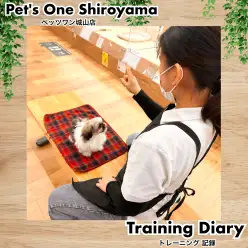【 城山トレーニングダイアリー 】シーズーちゃんの初めてのトレーニング