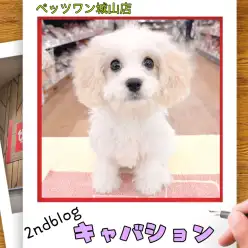 【 MIX 】キャバションの城山っ子成長報告！2025年12月10日