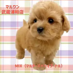 【 マルプー 】マルチーズとトイプードルの大人気MIX!アプリコットの男の子