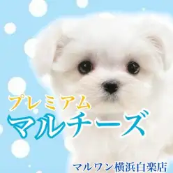 【 マルチーズ 】生後2ヶ月で500g!初めてでも安心の穏やかな女の子!