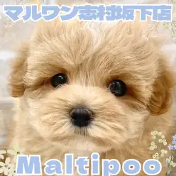 【 ミックス 】ぬいぐるみのようなマルプーくんがマルワン板橋志村坂下店に登場！