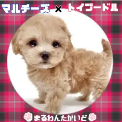 【 マルプー 】超童顔に手足が短いドワーフ体型がかわいい女の子が新登場！