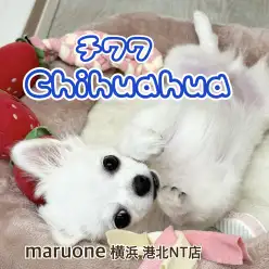 【 チワワ 】生後3ヶ月半の成長記録！体重変化とトイレトレーニング