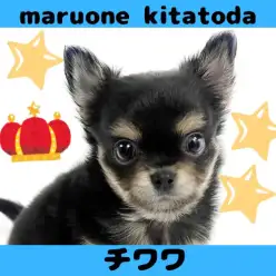 【 チワワ 】片手サイズのプリンス登場！チワワの男の子をご紹介！