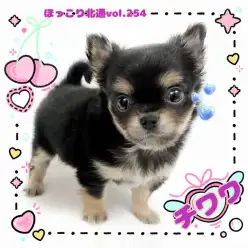 【 ほっこり北通Vol.254 】小柄なサイズのチワワくんが北戸田店にやってきた