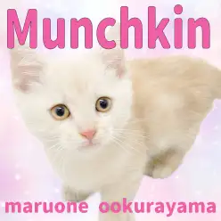 【 マンチカン 】柔らかいクリームカラーの真ん丸！癒やしの短足BOY！！