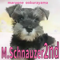 【 シュナウザー 】育てやすい子に成長中!シュナ子のトレーニング進捗状況!