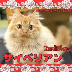 【 サイベリアン 】生後5ヶ月を迎えた穏やか甘えん坊なサイベリアンの男の子!