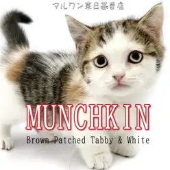 【 マンチカン 】短足子猫の女の子が仲間入り！超丸顔が反則級！