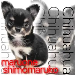 【 チワワ 】愛情はBIG！優しく甘えん坊なブラックタン＆ホワイトの女の子！