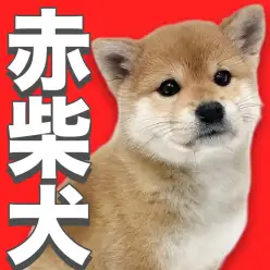 【 赤柴犬 】存在感抜群の愛され犬！ほのぼのとした時間を過ごせる魅力的な女の子