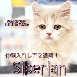 【 サイベリアン 】トレーニングは星5つ！撫でられるのが大好きな甘えん坊ニャン！