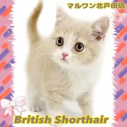 【 ブリティッシュショートヘア 】瞳もお顔もまん丸で気品高いニャンコさま降臨!