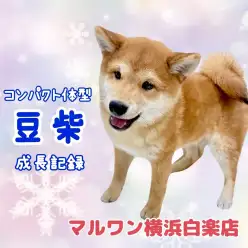 【 豆柴 】もうすぐ生後5ヶ月、体重2.85kg！抱っこしやすい男の子