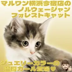 【 ノルウェージャンフォレストキャット 】ビギナー必見！究極の美猫が横浜に登場！