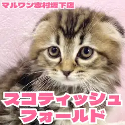 【 スコティッシュフォールド 】心が和む真ん丸シルエット！スコちゃんをご紹介！