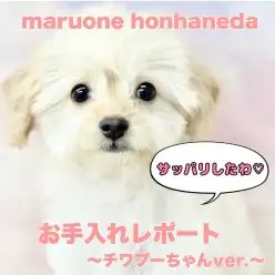 【 MIX 】ママ似のチワプーちゃん!お手入れ慣れが抜群な女の子に成長中!