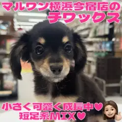 【 MIX 】生後3ヶ月体重865g!可愛く賢く成長中のチワックスの女の子!