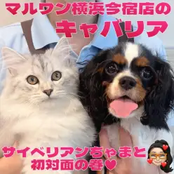【 キャバリア 】マルチペットライフのパートナーに最適！猫ちゃんとも遊べるわんこ