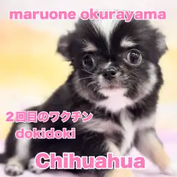 【 チワワ 】仲間入りして1ヶ月!トレーニングマスターの小柄なレディに成長中!