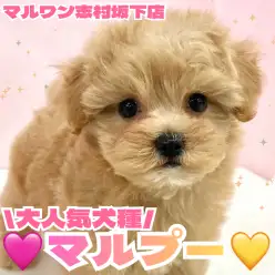 【 MIX 】不動の人気を誇るマルプーの男の子がマルワン志村坂下店に登場！