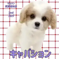 【 MIX 】キャバリアとビションフリーゼのハイブリットな男の子