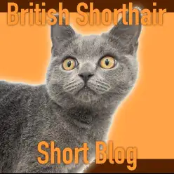 【 ブリティッシュショートヘア 】性格もディテールも最高に成長!生後5ヶ月レビュー！