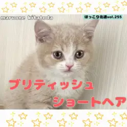 【 ほっこり北通vol.255 】丸顔の癒し系プリンス！ブリティッシュくん入店！