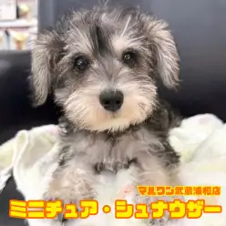 【 ミニチュア・シュナウザー 】抜け毛が少ないソルト&ペッパーの女の子！