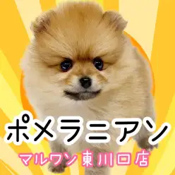 【 ポメラニアン 】あざとさ全開のたぬき顔!この可愛さに魅了される事間違いなし!