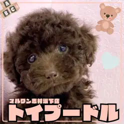 【 トイプードル 】超希少!ビターチョコのようなブラウントイプードルちゃん登場!