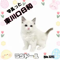 【 マルっと東川口日和No.125 】大人気猫種、激カワラグドールが仲間入り!